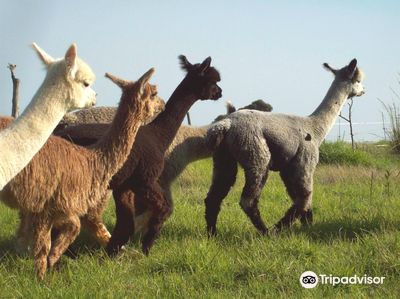 The Alpaca Loom Coffee Shop and Weaving Studio