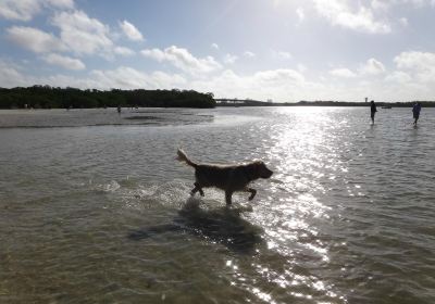 Dog Beach