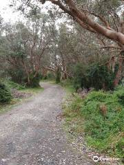Point Smythe Nature Trail