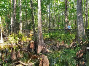 Six Mile Cypress Slough Preserve