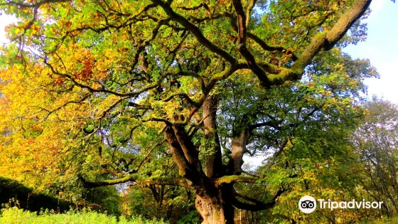 Birnam Oak