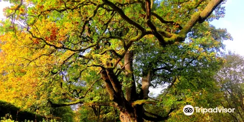 Birnam Oak