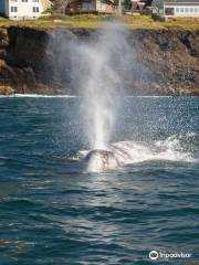 Whale's Tail Charters