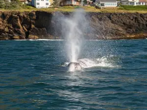 Whale's Tail Charters