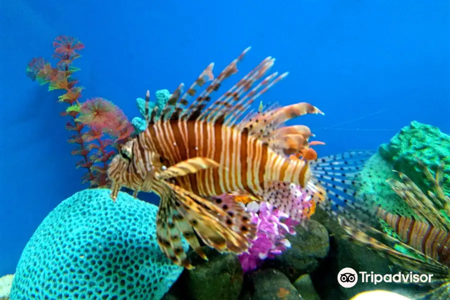 Ratnagiri Marine Fish Museum