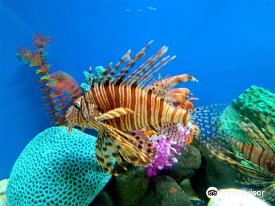 Ratnagiri Marine Fish aquarium Museum