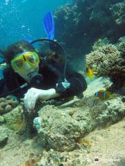 Red Sea Coral Reef Snorkeling at Ras Mohamed National Park with Lunch