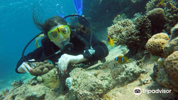 Red Sea Coral Reef Snorkeling at Ras Mohamed National Park with Lunch