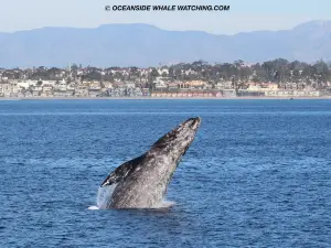 Oceanside Adventures