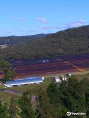 Otway Blueberries