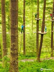 Go Ape Moors Valley