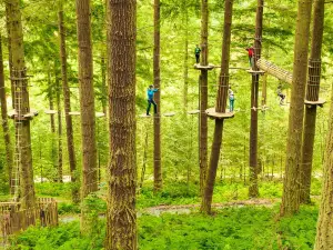 Go Ape Moors Valley