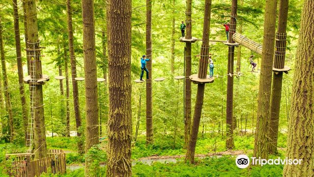 Go Ape Moors Valley