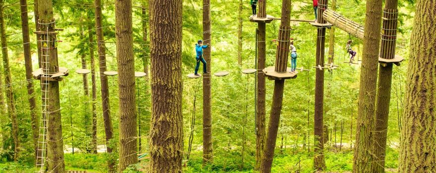 Go Ape Moors Valley