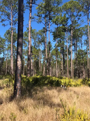 Mississippi Sandhill Crane National Wildlife Refuge Admin Bldg & Visitor Contact Station