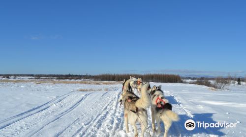 Expedition Mi-Loup Dog Sledding