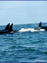 Dockside Charters and Whale Watching Tours
