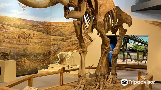 德克薩斯理工大學