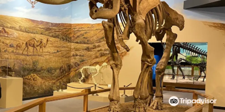 德克薩斯理工大學