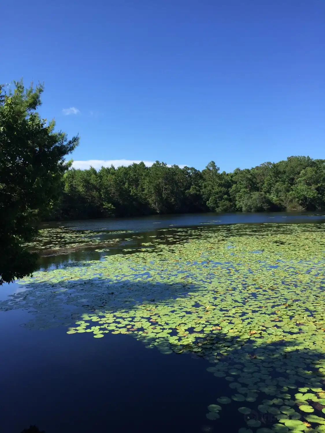 Hotels near Graham Swamp Preserve
