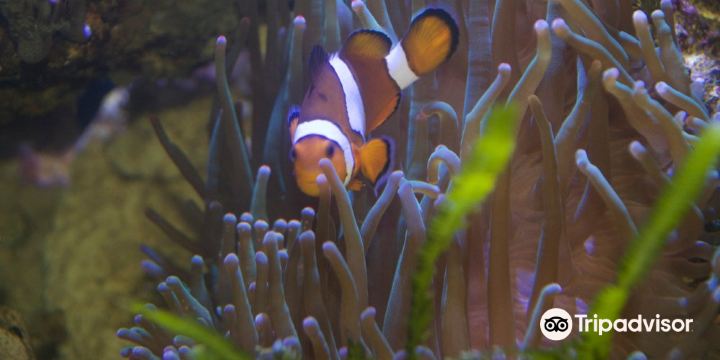 Aquarium GEOMAR