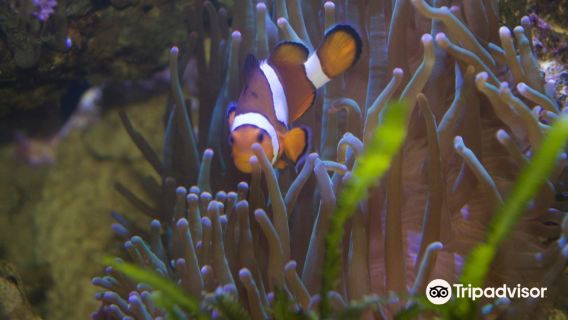 Aquarium GEOMAR