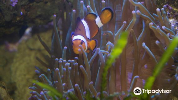 Aquarium GEOMAR
