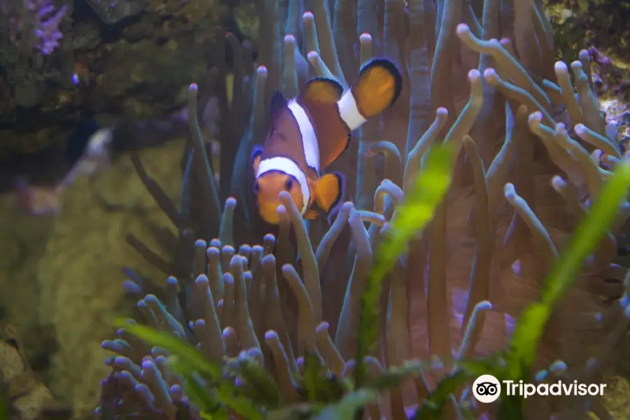 基爾水族館