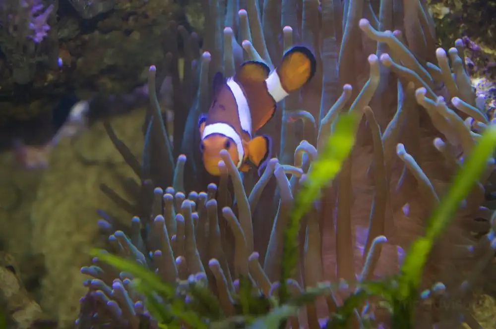 โรงแรมใกล้Aquarium GEOMAR