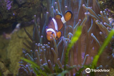Aquarium GEOMAR