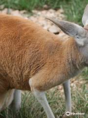 ケンタッキー・ダウン・アンダー・アドベンチャー動物園