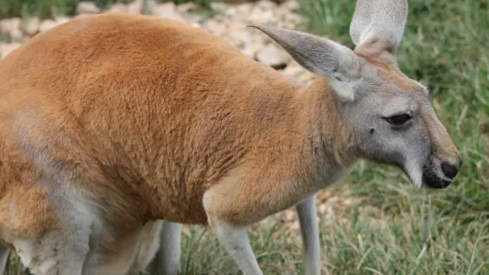 ケンタッキー・ダウン・アンダー・アドベンチャー動物園