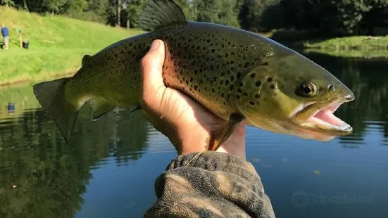 Green Frog Fly Fishing