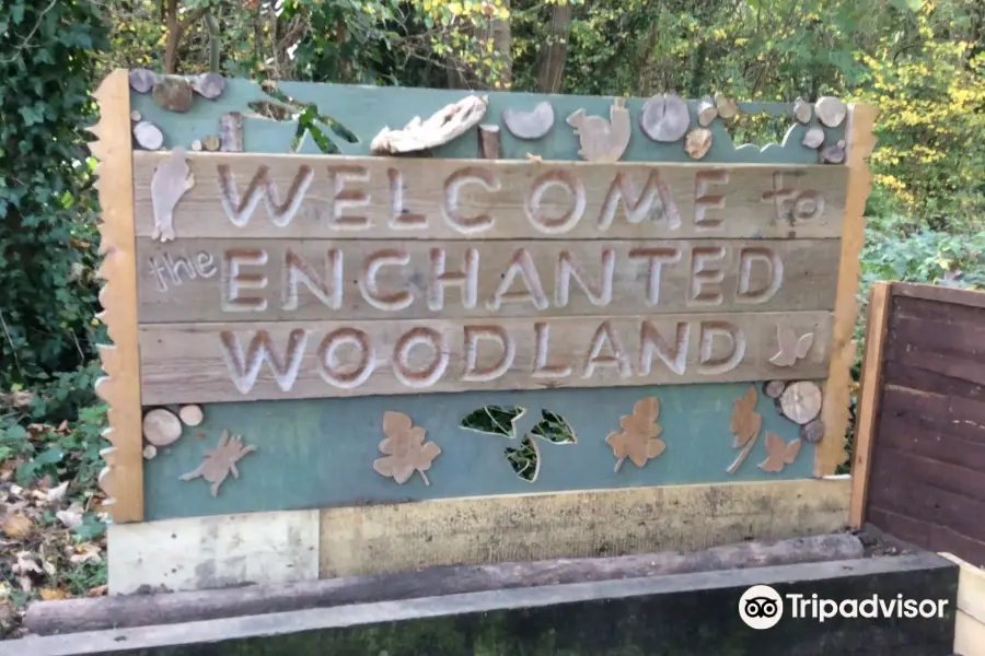 The Enchanted Woodland