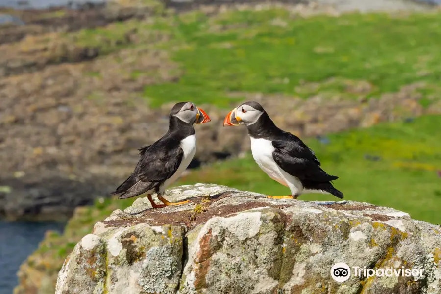 Wildlife on Mull