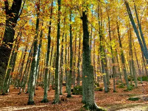 El Castanar de El Tiemblo