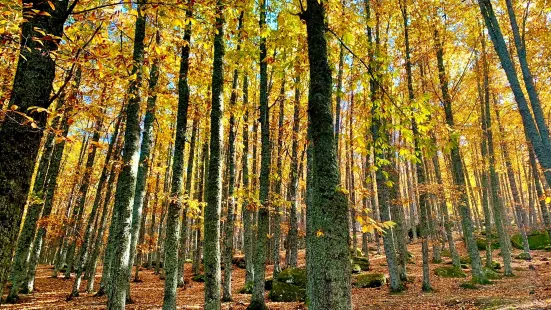 El Castanar de El Tiemblo