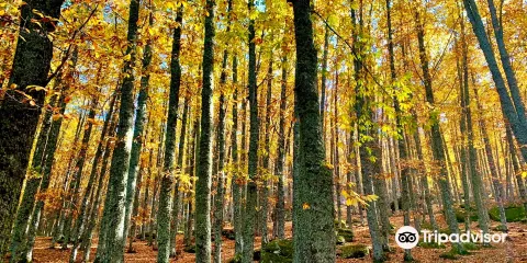埃爾蒂恩布洛板栗林