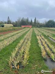 Hole in the Mountain Farm - Kauai Sugarloaf Pineapple