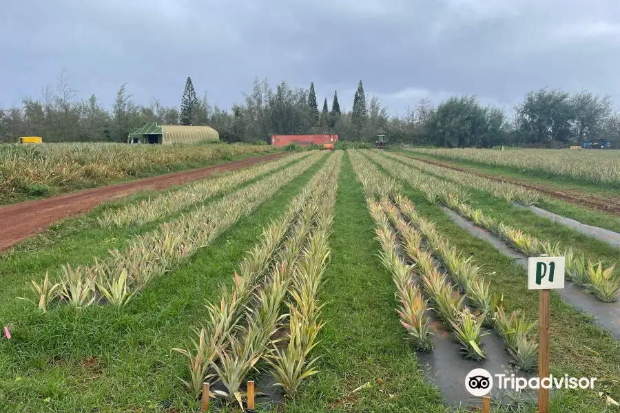 Hole in the Mountain Farm - Kauai Sugarloaf Pineapple