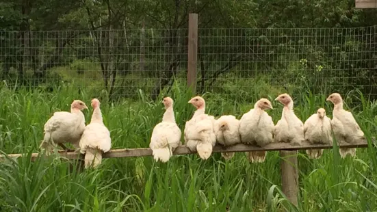 Harris Turkey Farm