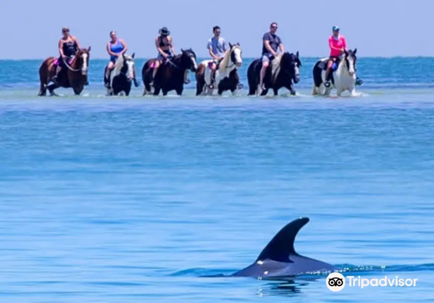 Cponies Beach Horseback Rides