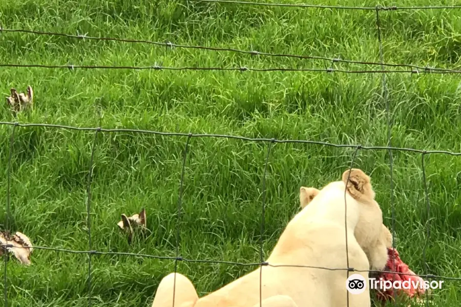 East London Lion Park