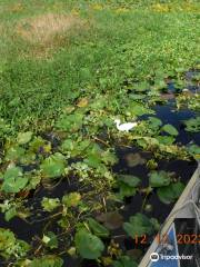 Kissimmee Swamp Tours