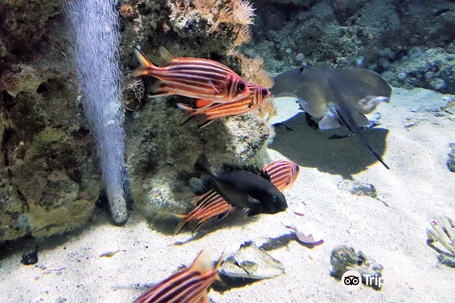 羅德島水族館