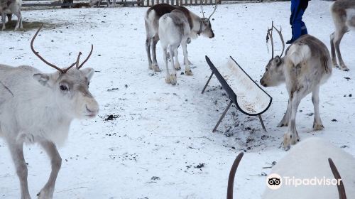 Ounaskievari Reindeer Farm