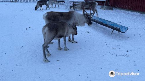 Ounaskievari Reindeer Farm