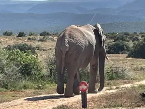 Addo Elephant National Park