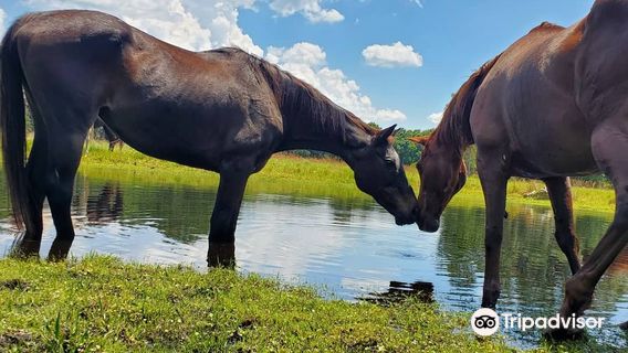 Cactus Jack's Trail Rides
