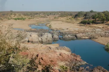 มาสวิงโก